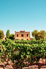 Fototapeta na wymiar A small, old house on a grape field. Winery in Mallorca, Spain