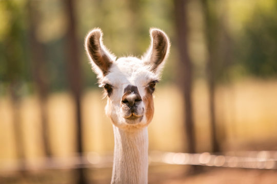 Llama at a Goat Farm
