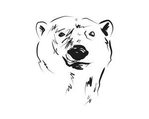 Vector sketch head of polar bear