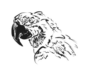 Vector sketch head ara © onot