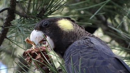 Yellow-tailed black cockatoo, Calyptorhynchus funereus, Gelbohr-Rabenkakadu in Sydney, Australia