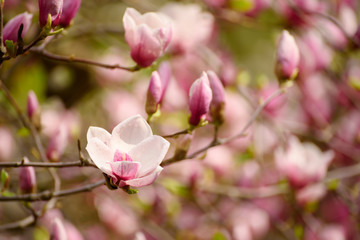 Blossoming of pink magnolia flowers in spring time, floral background