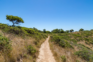 Fototapeta na wymiar A Pathway on Angel Island State Park in San Francisco