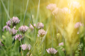 Blossoming of wild garlic in the garden, floral natural summer background