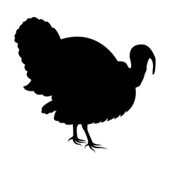 Vector image of silhouette of turkey