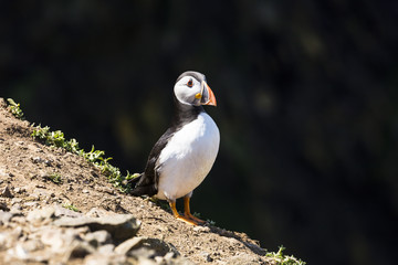 Skomer Puffins