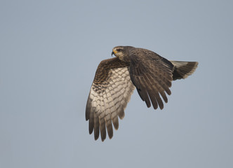 Juvenile snail kite