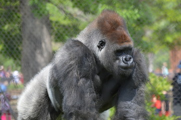 Western Lowland Gorilla