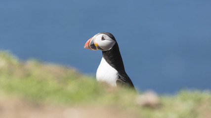 Skomer Puffins