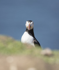 Skomer Puffins