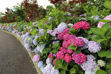 しらとりの郷　あじさい園
