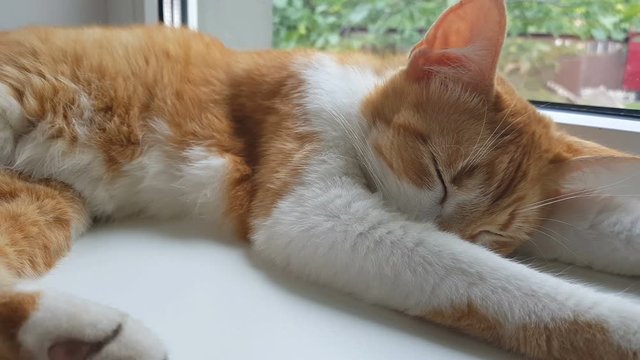 Morning sunlight on the slumbering red cat. Cute funny red-white cat on the windowsill, close up, dynamic scene, 4k video.