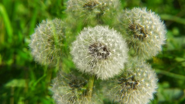 Close-up of the fluffy and white dandelion inflorescence Taraxacum officinale in the spring in the spring breeze in fivefold reflection in the park of the foothills of the Caucasus