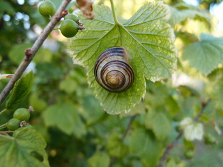 Snail on a sheet of black currant