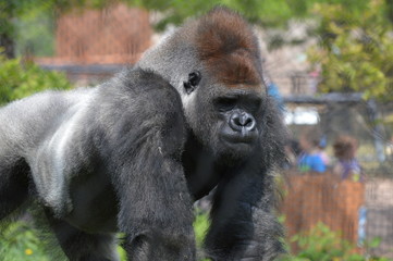 Fototapeta premium Western Lowland Gorilla