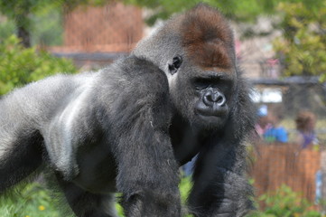 Western Lowland Gorilla