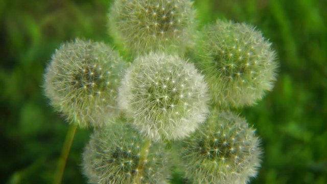 Close-up of white and fluffy dandelion inflorescence Taraxacum officinale in spring in fivefold reflection in the park of the foothills of the Caucasus