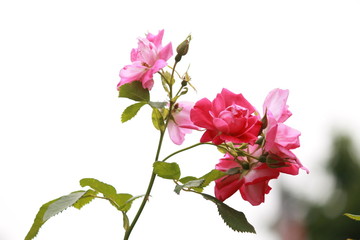 Naklejka na ściany i meble Pink flowers