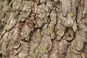 Tree bark closeup
