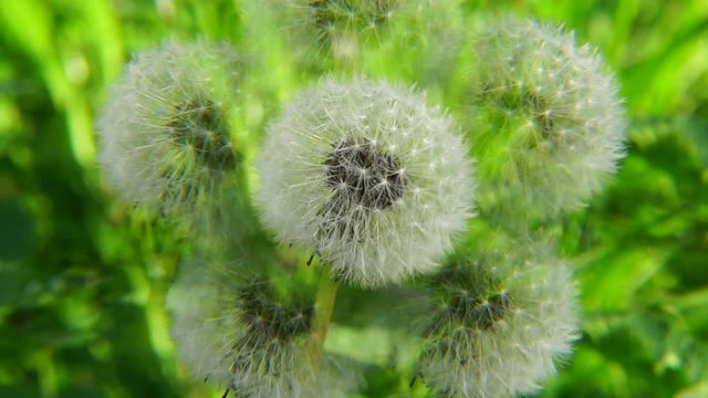 Fluffy and spring dandelion inflorescence with Taraxacum officinale seeds on a spring breeze in fivefold reflection in the foothills of the Caucasus