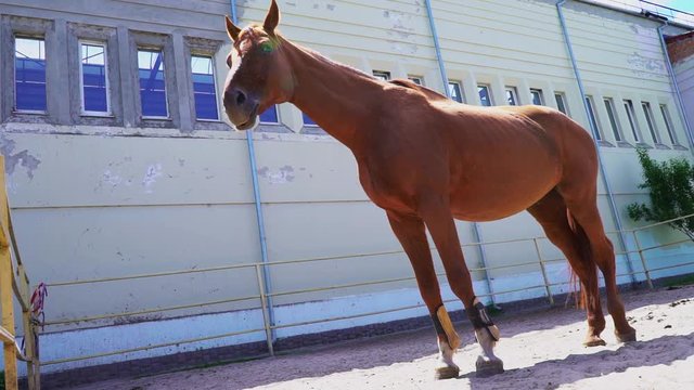 A beautiful red horse stands in the paddock outside, a chestnut stallion