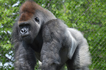 Western Lowland Gorilla