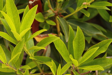 Green leaves