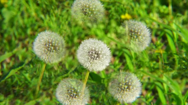 Spring inflorescences of the faded spring dandelion Taraxacum officinale on the breeze in the fivefold reflection in the foothills of the Caucasus