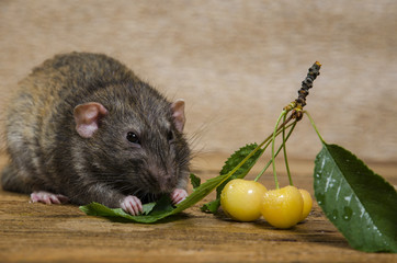 Rat eating yellow cherries on a wooden table.