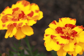 Red and yellow flowers