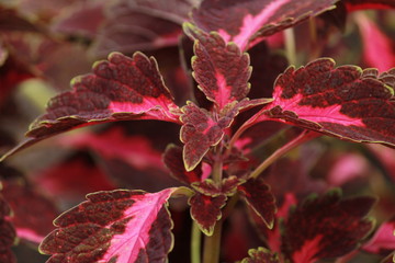 Pink and red leaves