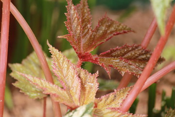 Red and green leaves