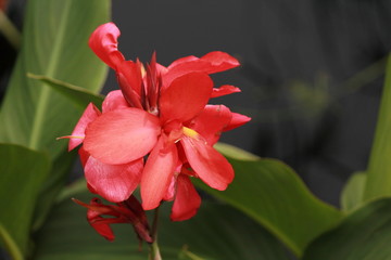 Red flower closeup