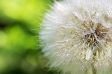 common salsify, ripe seed heads formed by its achenes