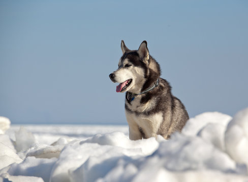 Dog breed Siberian Husky standing on ice hummocks on a background of blue sky