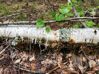A trunk of birch on the ground in a forest with a branch and leaves.
