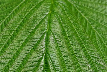 green vegetative texture from a large leaf