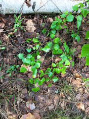 A trunk of birch on the ground in a forest with a branch and leaves.
