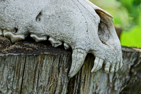 part of a white old animal skull with large teeth on a gray stump