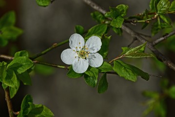 small white cherry blossom on a branch with green leaves