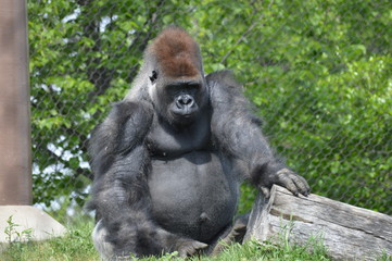 Western Lowland Gorilla