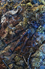 Photo of an old rusty robot in moss in the forest.