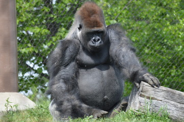 Fototapeta premium Western Lowland Gorilla