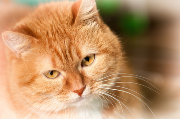 Naklejka na ściany i meble portrait of a red cat Scottish breed close-up,filter applied