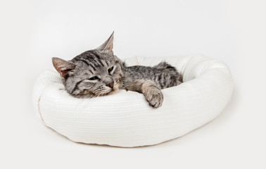 gray cat in a stool on a white background