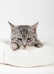 gray cat in a stool on a white background
