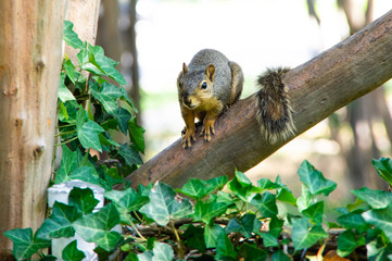 Obraz premium Squirrel with Tail Draped Over Branch with Ivy in Foreground