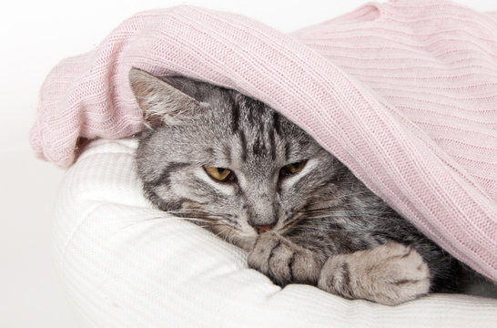 Gray Cat In A Couch Hiding Under A Pink Sweater On A White Background