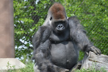 Fototapeta premium Western Lowland Gorilla