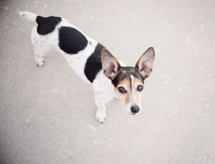 Portrait of Jack Russell Terrier Dog